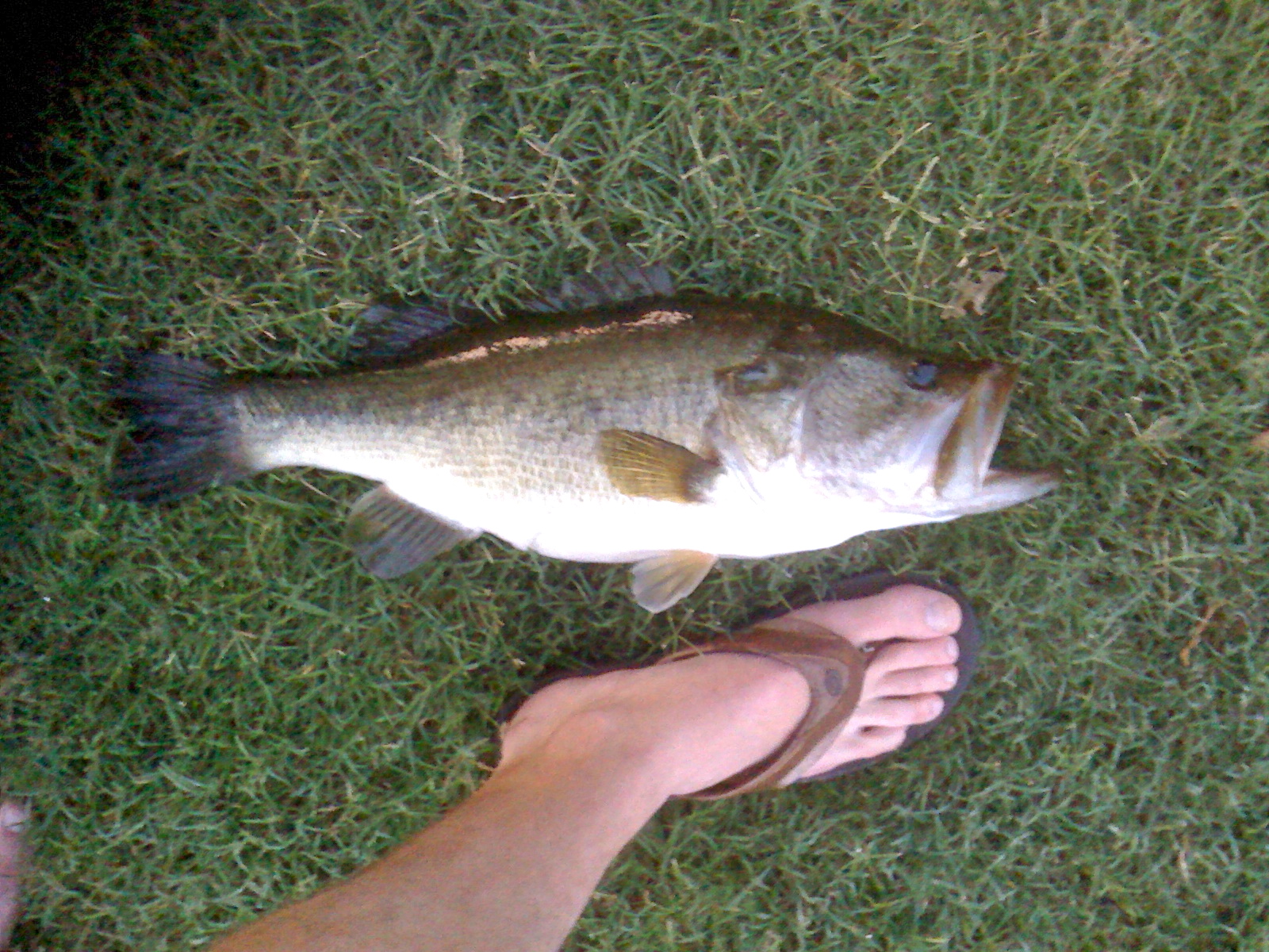Early Morning Top Water Bass