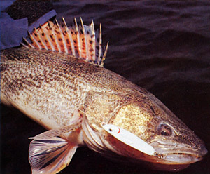 Finding Fall and Winter Sauger - In-Fisherman