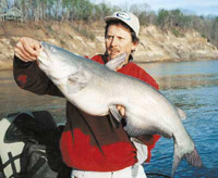 Impounded River Blue Catfish