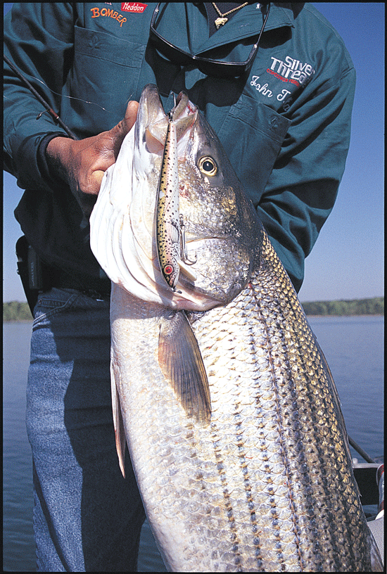 Linesided Monster Striped Bass - In-Fisherman
