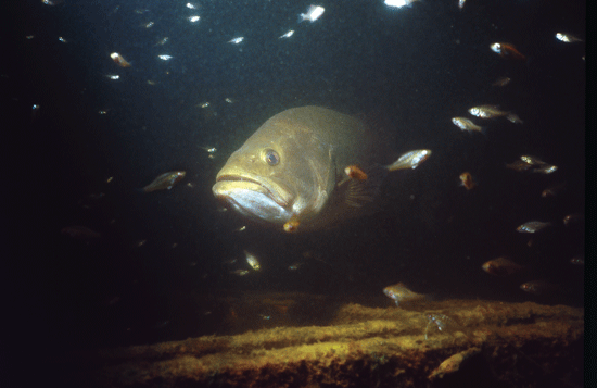 Smallmouth Bass Predation