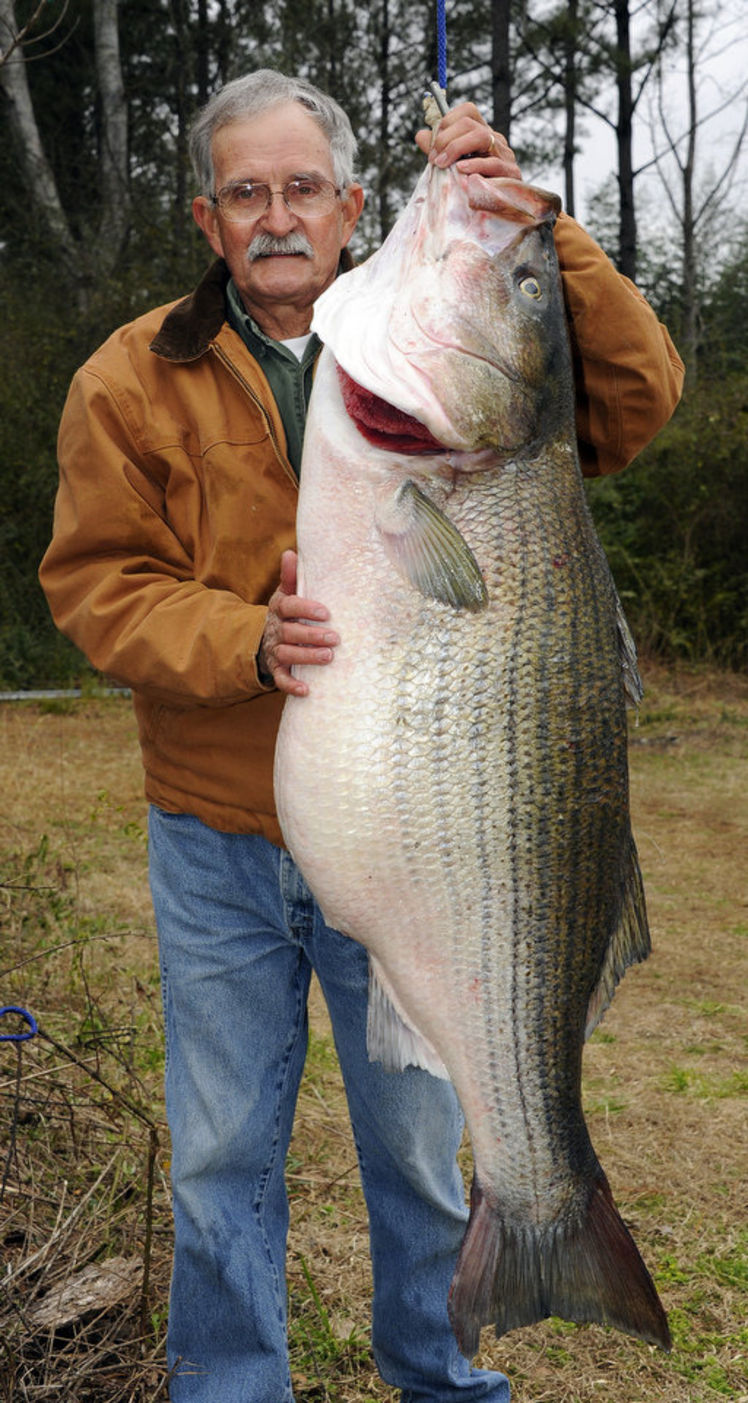 70-Pound Record Striped Bass! 