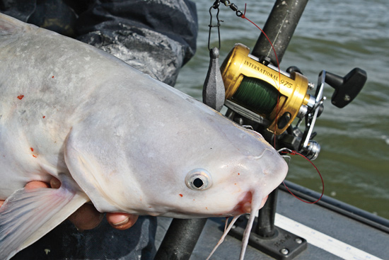 12 Best catfish rods and reels ideas