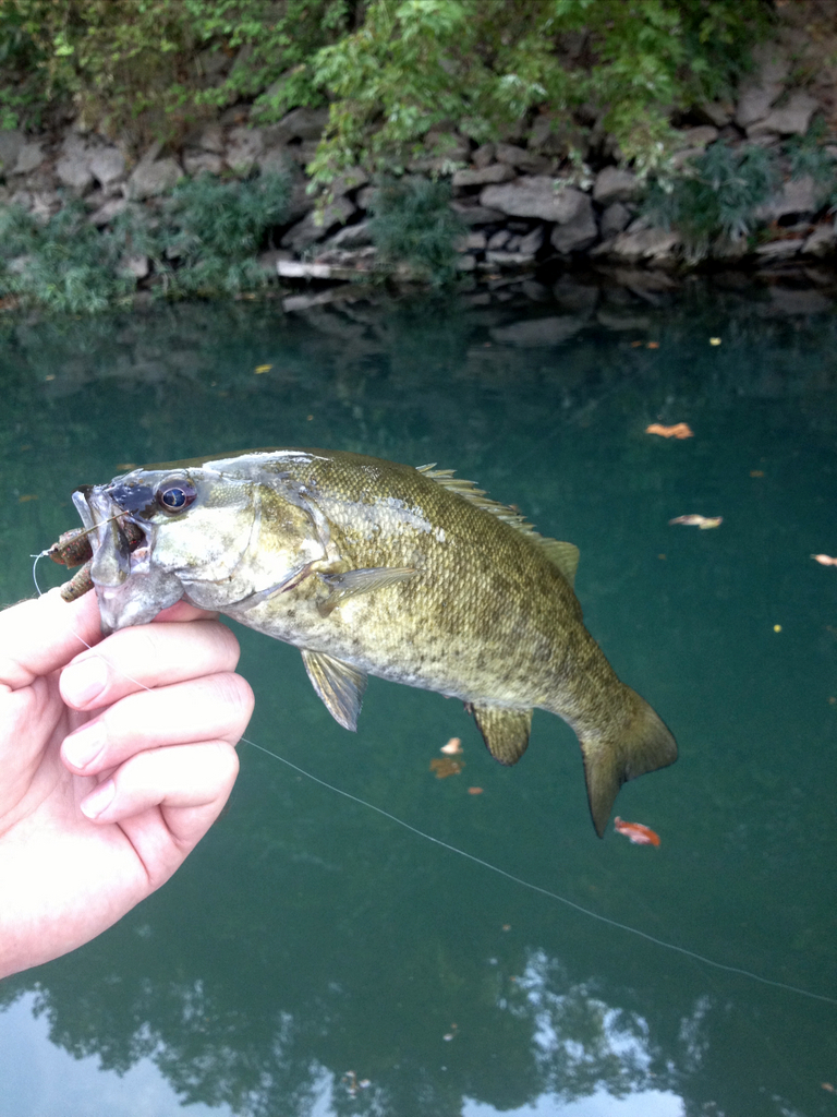 My first time using a bitsy bug jig. First cast and a decent bass! :  r/bassfishing