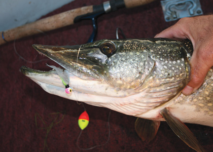 Pike Fishing: Float & Fly Pike