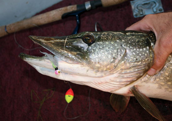What happens when a pike swims off with your lure?