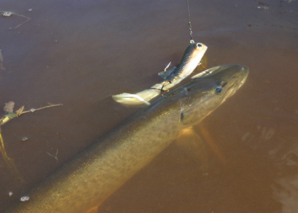 MuskieFIRST  A few 10 and 12 inch muskie baits walleye, sucker