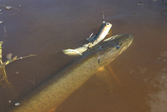 The 3 essential baits every muskie angler needs—and how to fish