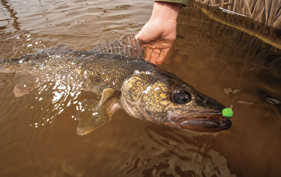 Saugeye Are Biting This Fall in Ohio - Union County Daily Digital