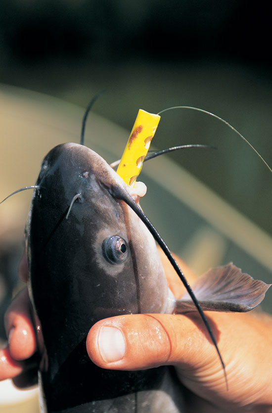 Choosing catfish bait: It needs to stink