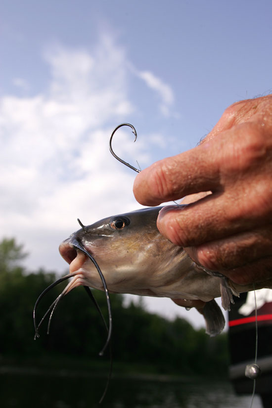 Is this hook good for small catfish around 2-4 pounds? Or is it too small?  Size 1 circle hook from Owner. : r/catfishing