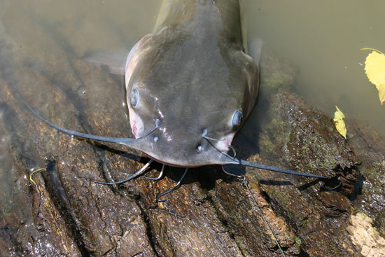 Cat Tip of the Day: Making a Flathead Snagless 10/0 Circle Hook - Catfish &  Sturgeon - Catfish & Sturgeon