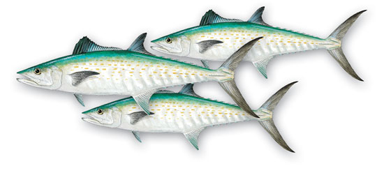Cut Mackerel for Catfish