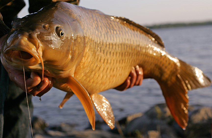 10 Best Carp Baits Available Today In Fisherman