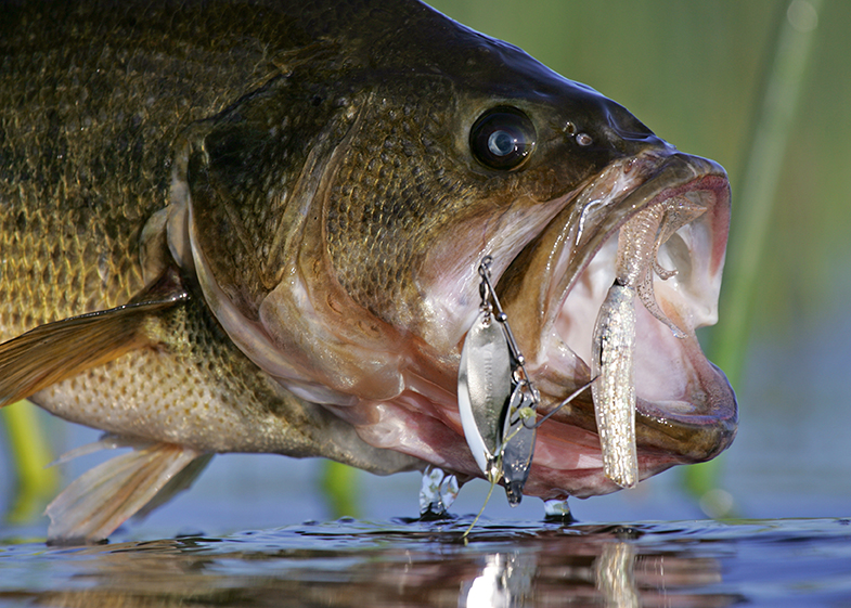How To Catch Largemouth Bass