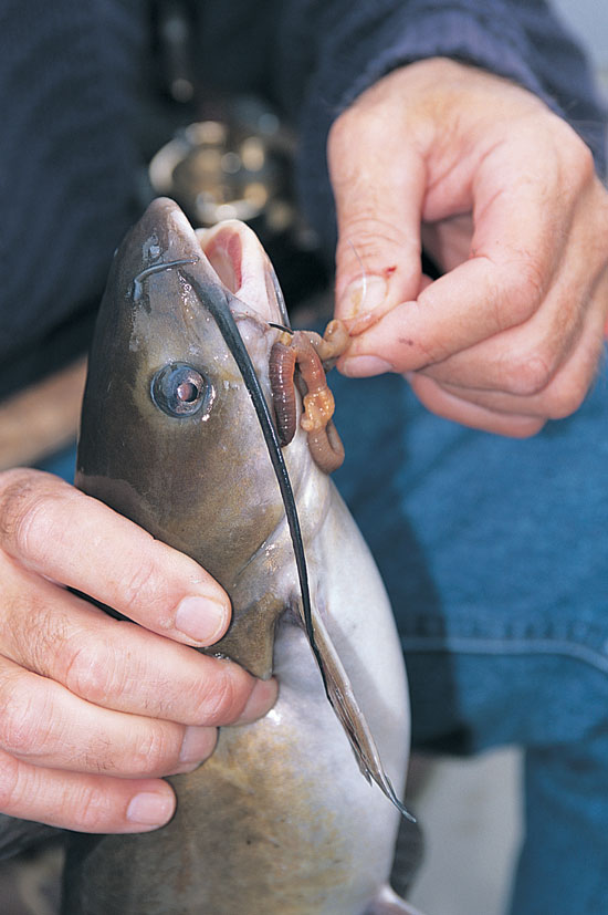 Ice Out! A Perfect Time for Channel Cat Fishing - In-Fisherman