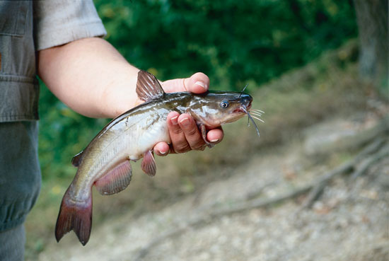 12 Fundamental Channel Catfish Fishing Tips