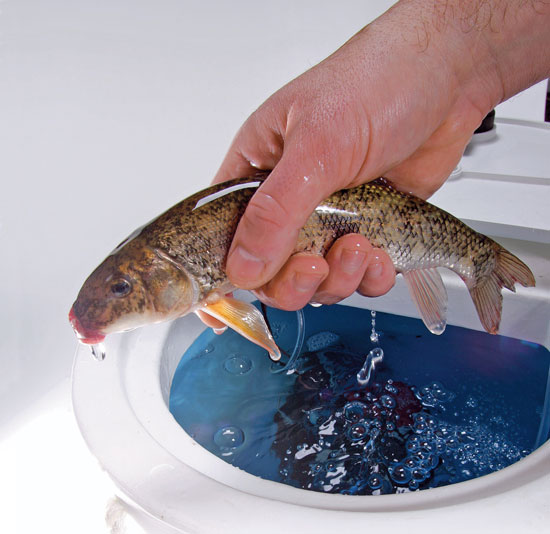 How To Raise Bait Fish - Unique Fish Photo