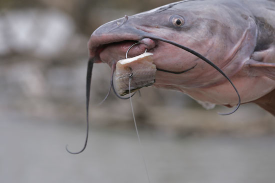 The Best Catfish Bait: An Angler's Guide