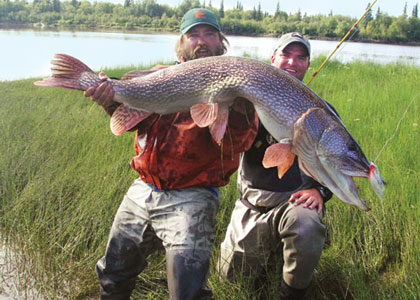 Midnight Sun Trophy Pike - Trophy Alaska Pike Fishing