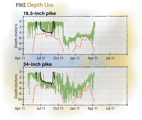 Tracking Pike and Muskies - In-Fisherman