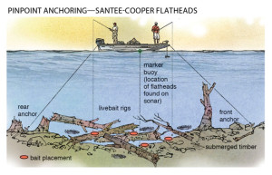 Pinpoint-Anchoring-Santee-Cooper-Flatheads-In-Fisherman