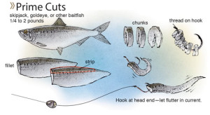 Prime-Cuts-In-Fisherman