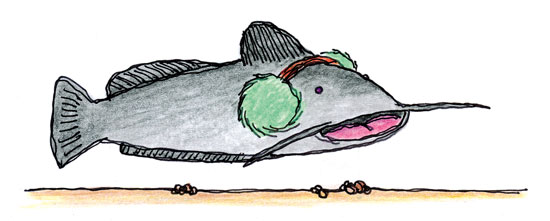 Catfish-Earmuff-Illustration-In-Fisherman
