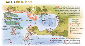 Where-The-Bulls-Are-Illustration-In-Fisherman