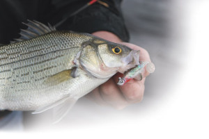 White-Bass-Lip-Bait-Lead-In-Fisherman