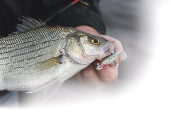 Best Lures For White Bass: Our Picks For White Bass Success - USAngler