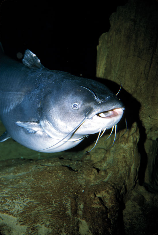 The Secret Lives of Reservoir Blue Catfish - In-Fisherman