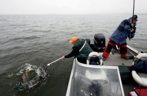 Boatside-Net-Lead-In-Fisherman