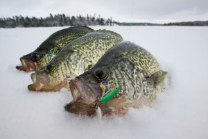 Crappies-on-Ice-In-Fisherman