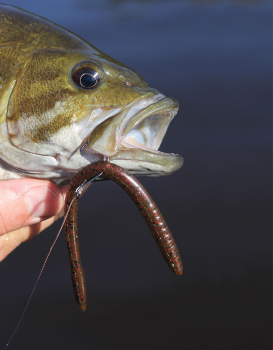 Why You Should Use Circle Hook Jig Heads With Live Bait