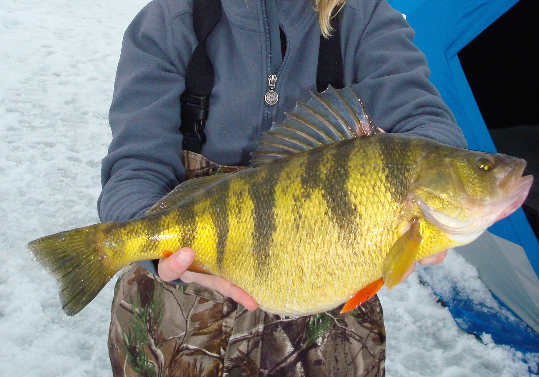 Top 2 Giant Perch Lures /ice fishing lake cascade/ Underwater