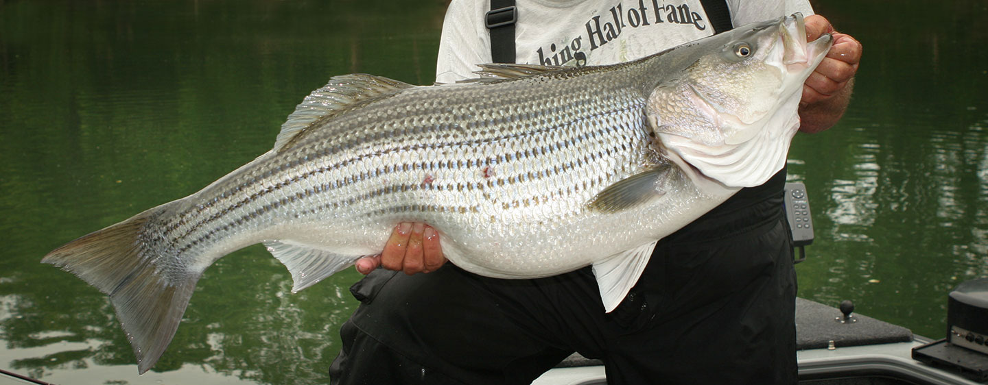 Must-Have Striped Bass Tackle