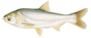 Favorite Catfish Bait