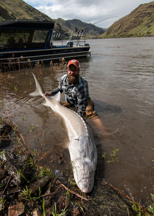 How to rig for sturgeon from the bank
