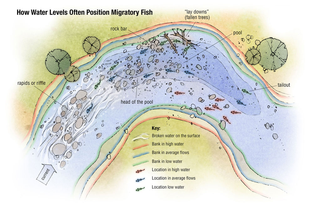 When to Fish Up River - Wired2Fish