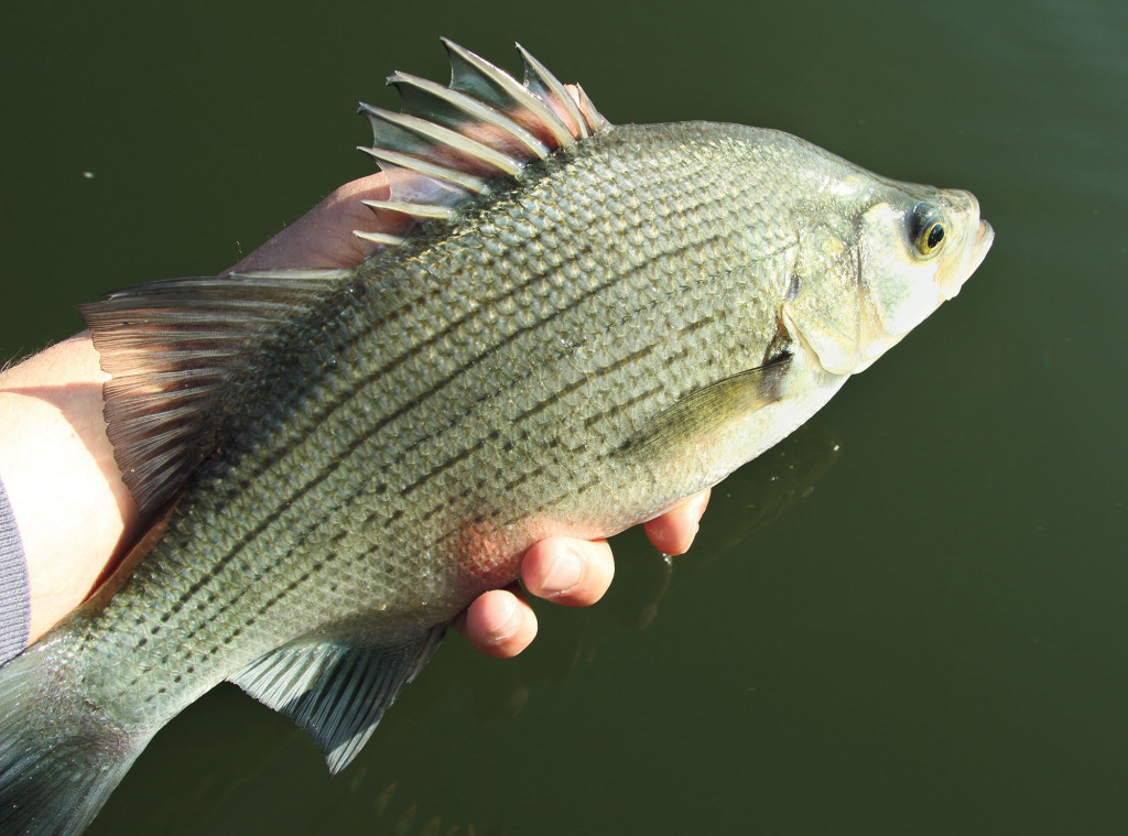 Fishing for White Bass