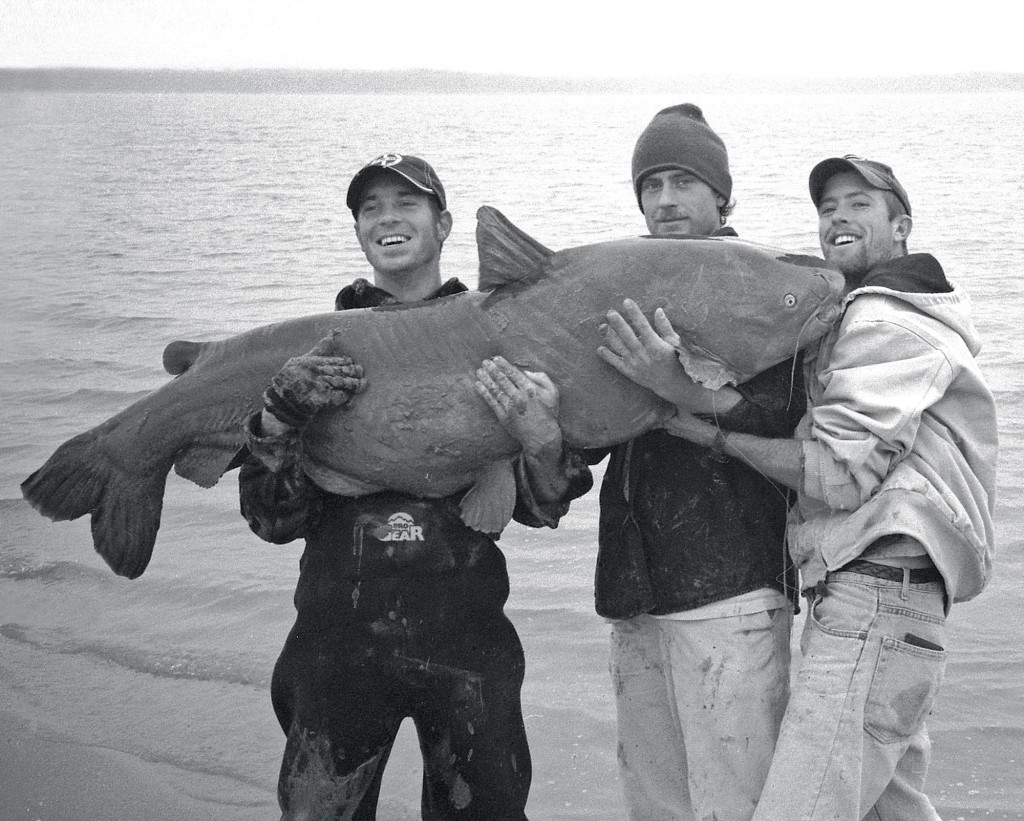 Giant Catfish From Shore