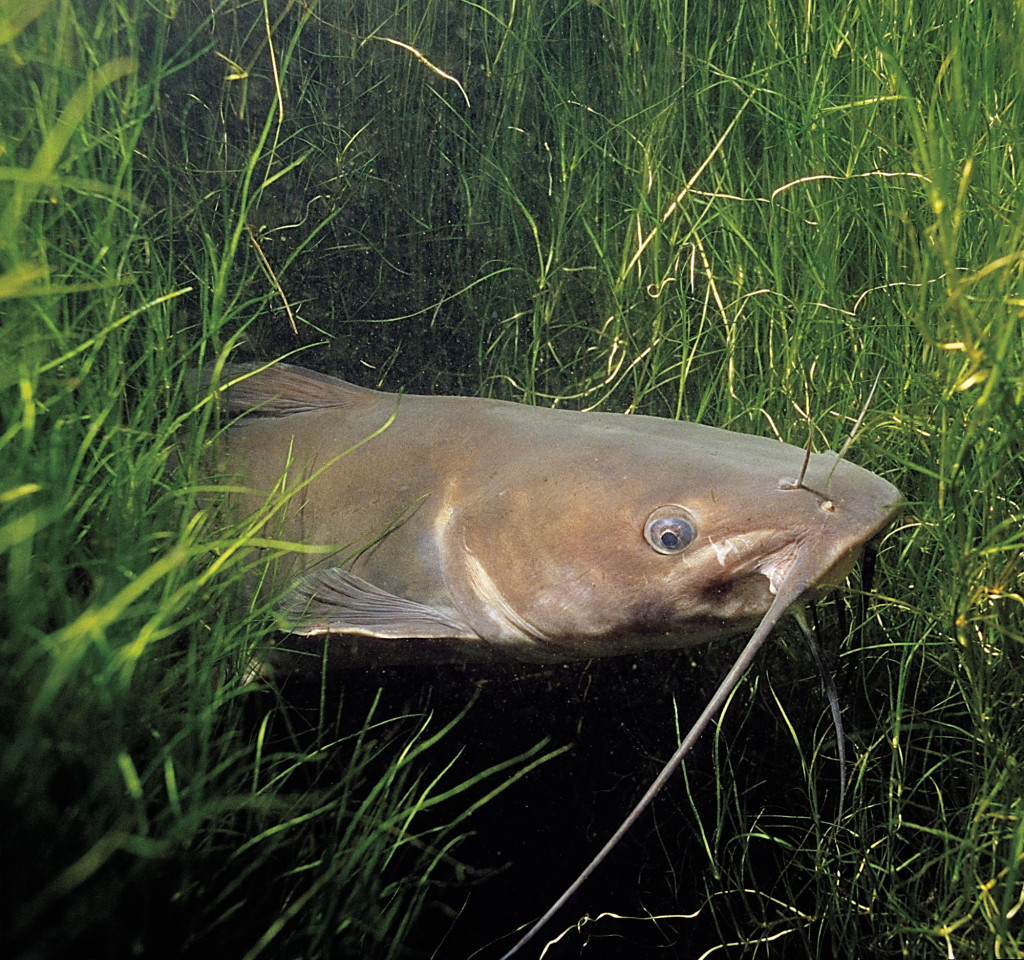 How To Catch Catfish In Weeds
