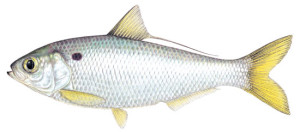 Favorite Catfish Bait