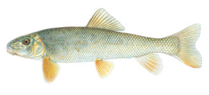 Favorite Catfish Bait