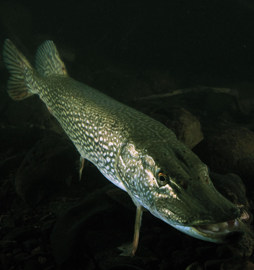Pike: Freshwater's Perfect Engine - In-Fisherman