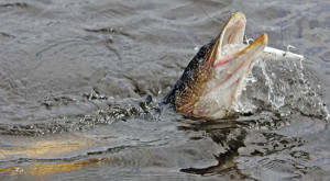 Pike: Freshwater's Perfect Engine