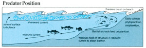 Principles of Wind and Walleyes