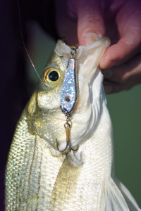 BOB MAINDELLE: How to work America's newest white bass lure