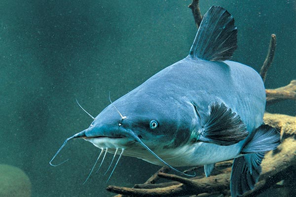 Blue Catfish Length To Weight Conversion Chart